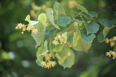 Tilia cordata