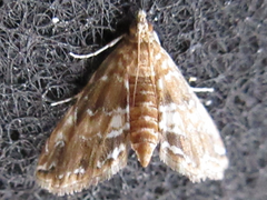 Elophila turbata