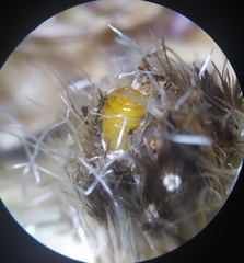 Chaetorellia jaceae