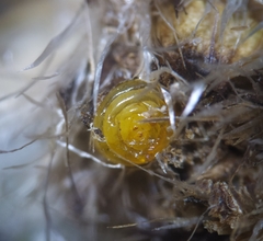 Chaetorellia jaceae