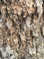Opisthopsis