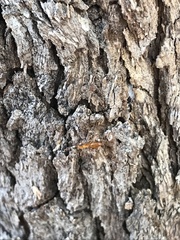 Opisthopsis