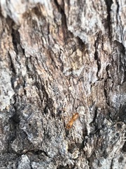 Opisthopsis