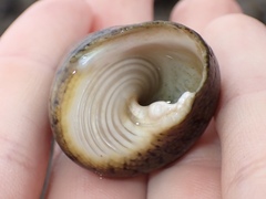 Tegula pellisserpentis