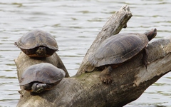 Trachemys scripta elegans