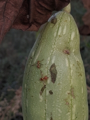 Bactrocera cucurbitae