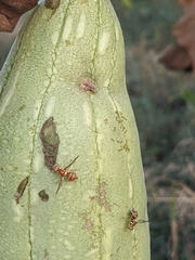 Bactrocera cucurbitae