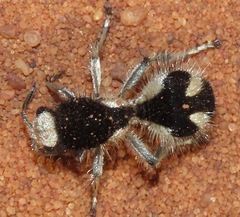 Traumatomutilla bifurca