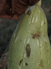 Bactrocera cucurbitae