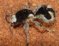 Traumatomutilla bifurca