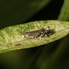 Anacampsis levipedella