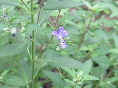 Trichostema dichotomum