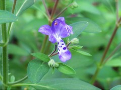 Trichostema dichotomum