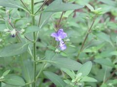 Trichostema dichotomum