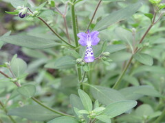 Trichostema dichotomum