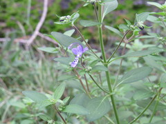 Trichostema dichotomum