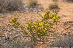 Acacia acanthoclada