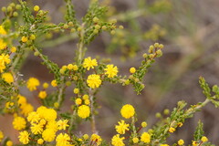 Acacia acanthoclada