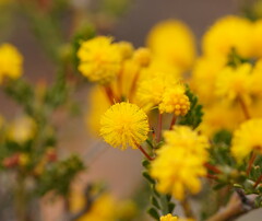 Acacia acanthoclada