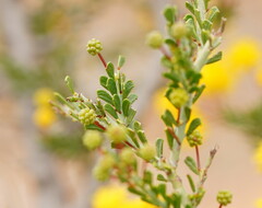 Acacia acanthoclada