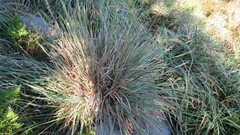 Poa iridifolia