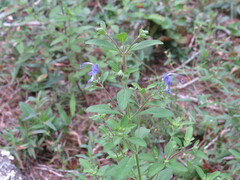 Trichostema dichotomum