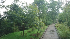 Sassafras randaiense