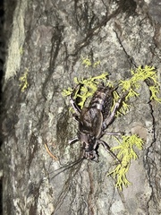 Cyphoderris