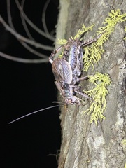 Cyphoderris