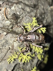 Cyphoderris