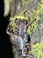 Cyphoderris