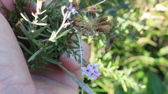 Stevia satureiifolia