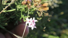 Stevia satureiifolia