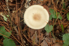 Amanita bisporigera