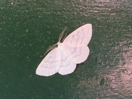 Northern Wave Moth, 9717 BB Groningen, Netherlands, photo 4 of 10
