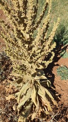 Verbascum sinaiticum