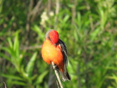 Pyrocephalus rubinus mexicanus