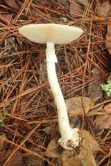 Amanita bisporigera