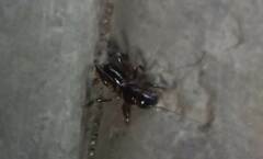 Stenopelmatus minor
