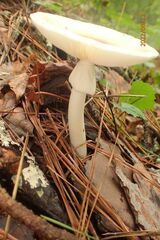 Amanita bisporigera