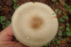 Amanita bisporigera