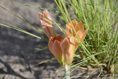 Zephyranthes gilliesiana