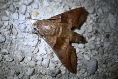Perigonia lusca