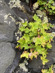 Heuchera parviflora