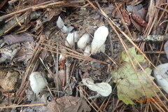 Monotropa uniflora