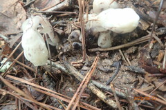 Monotropa uniflora