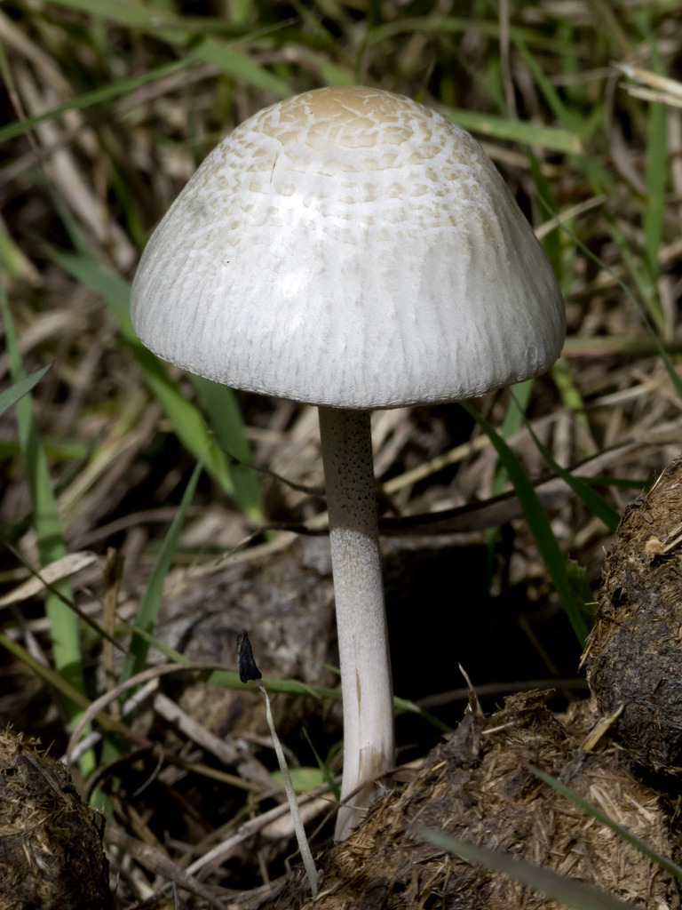 Panaeolus antillarum · August 2022 · photo: © mortiz (iNaturalist, cc0)