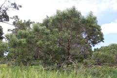 Acacia koa