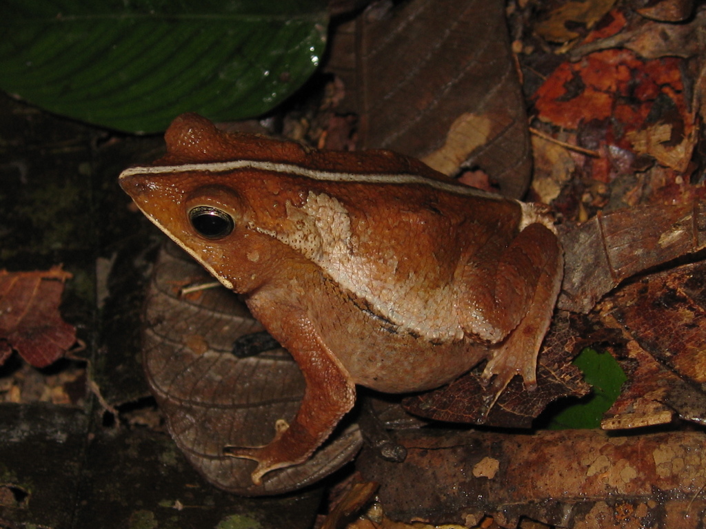 Teotonio Falls Leaf-Litter Toad