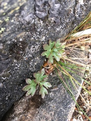 Ranunculus glacialis